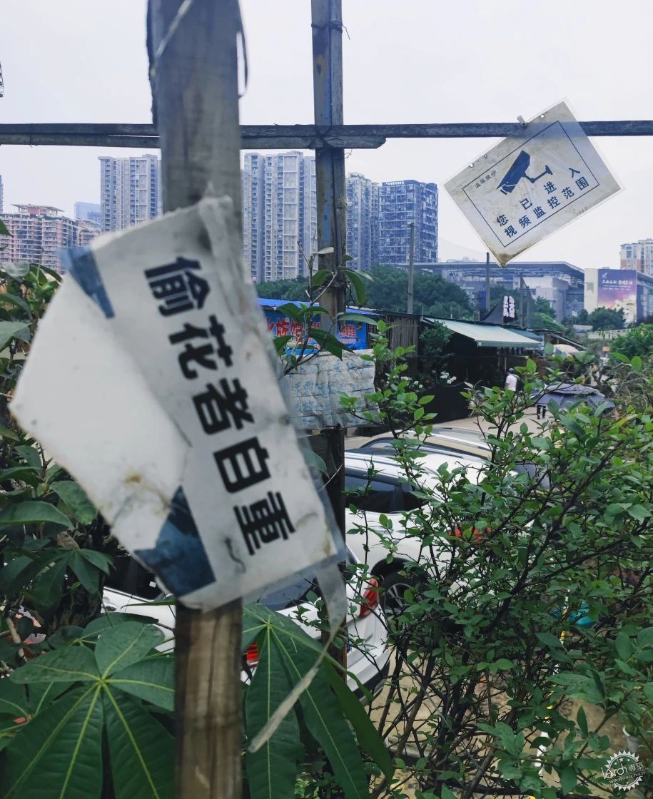 洋河体育场：一处没有观众，却鲜花盛开的遗忘之地第3张图片