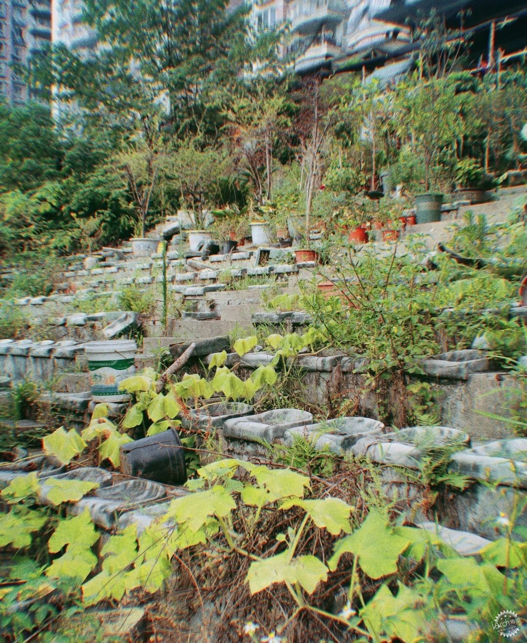 洋河体育场：一处没有观众，却鲜花盛开的遗忘之地第22张图片
