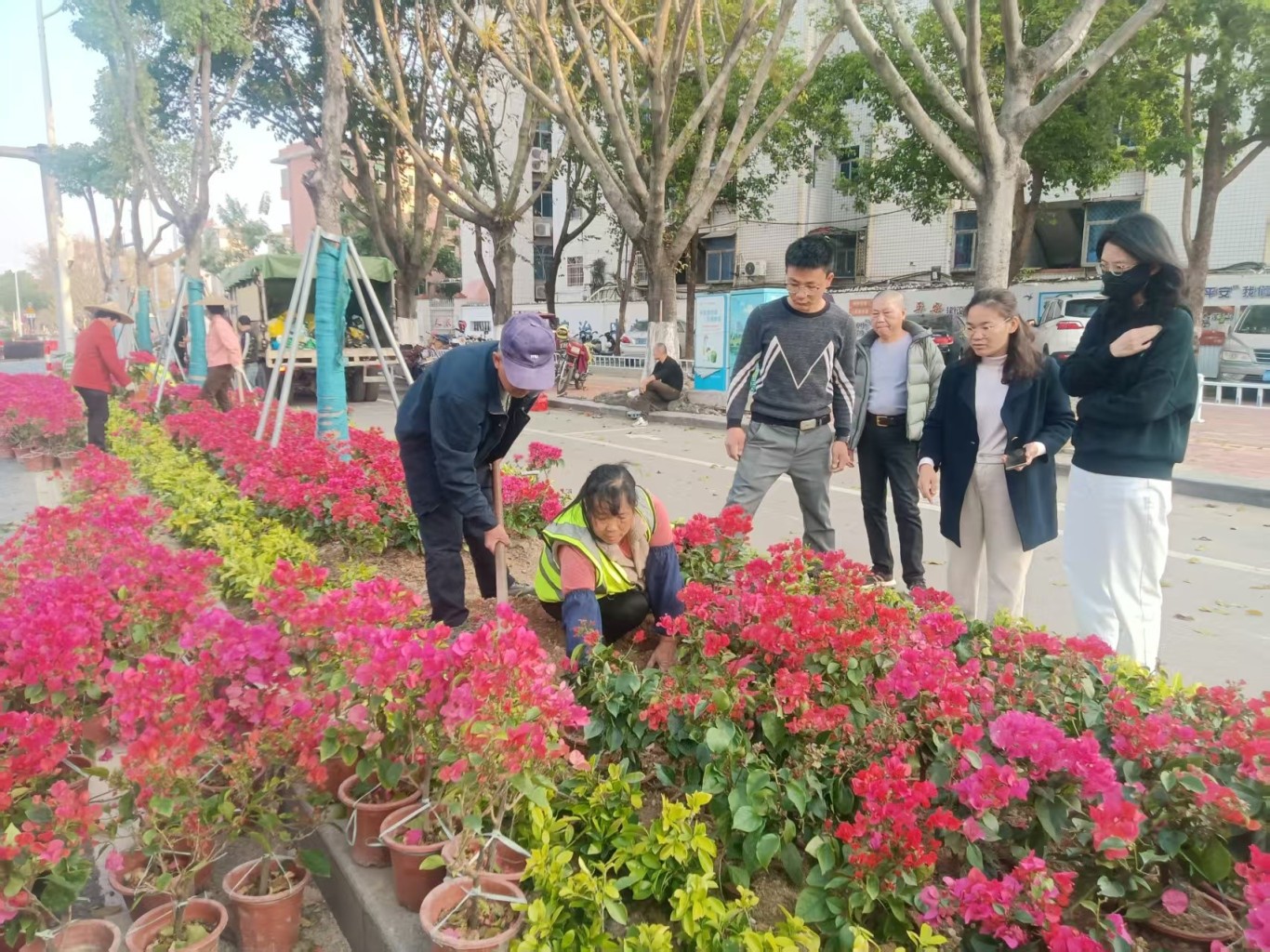 龙海区 | 升级绿化焕新颜 绘就城市园林新画卷 龙海区 | 升级绿化焕新颜 绘就城市园林新画卷