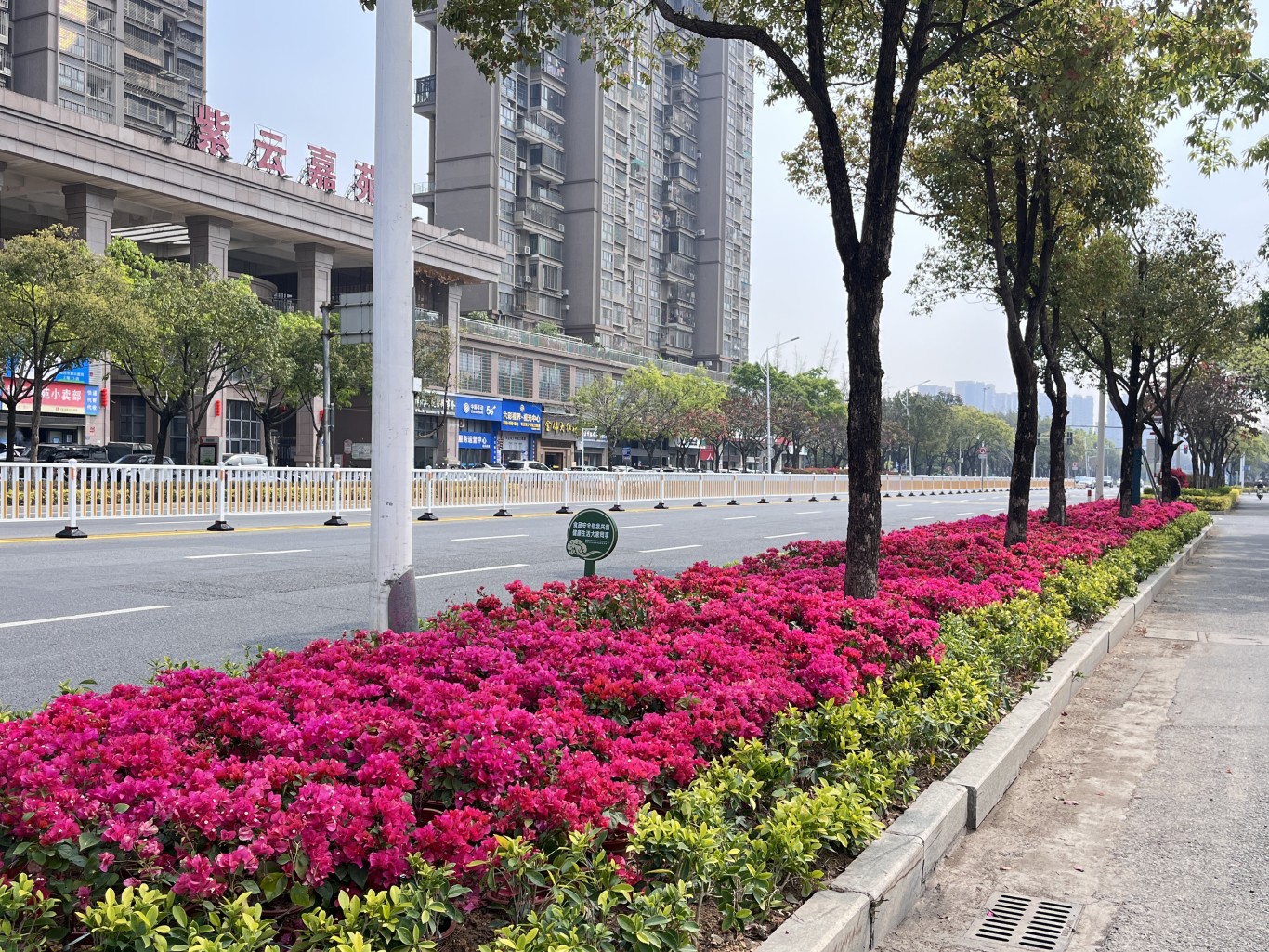 龙海区 | 升级绿化焕新颜 绘就城市园林新画卷 龙海区 | 升级绿化焕新颜 绘就城市园林新画卷