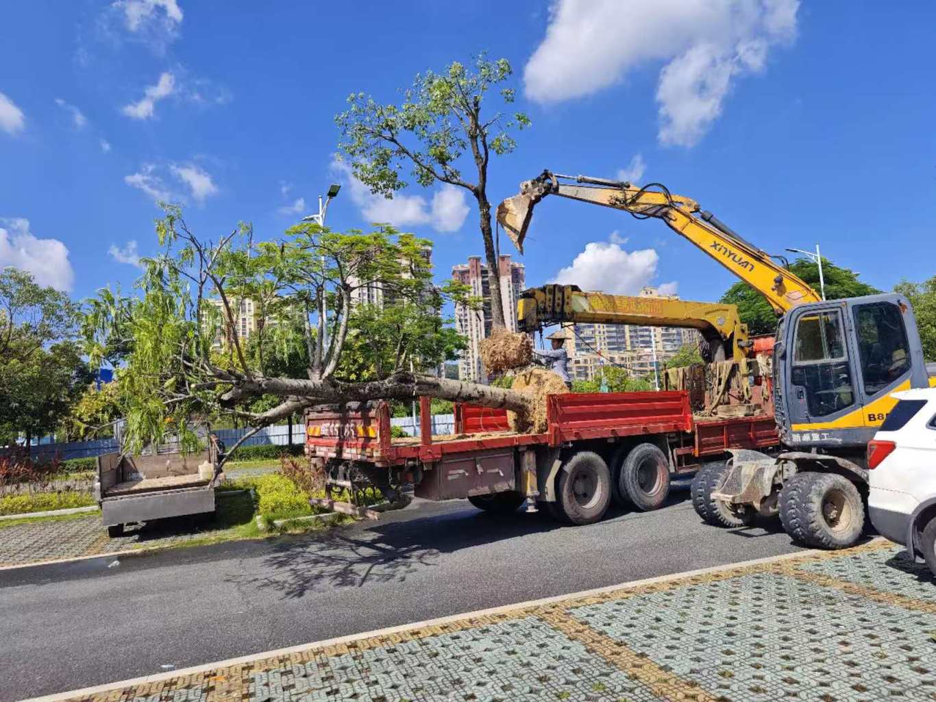 龙海区丨脚踏实地护园林,以绿援建拓新城 龙海区丨脚踏实地护园林,以绿援建拓新城