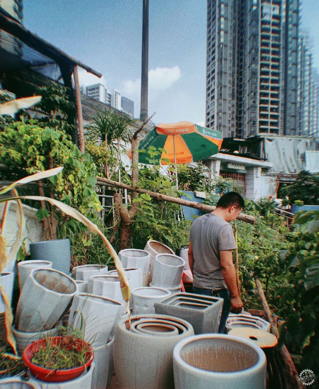 洋河体育场：一处没有观众，却鲜花盛开的遗忘之地第20张图片