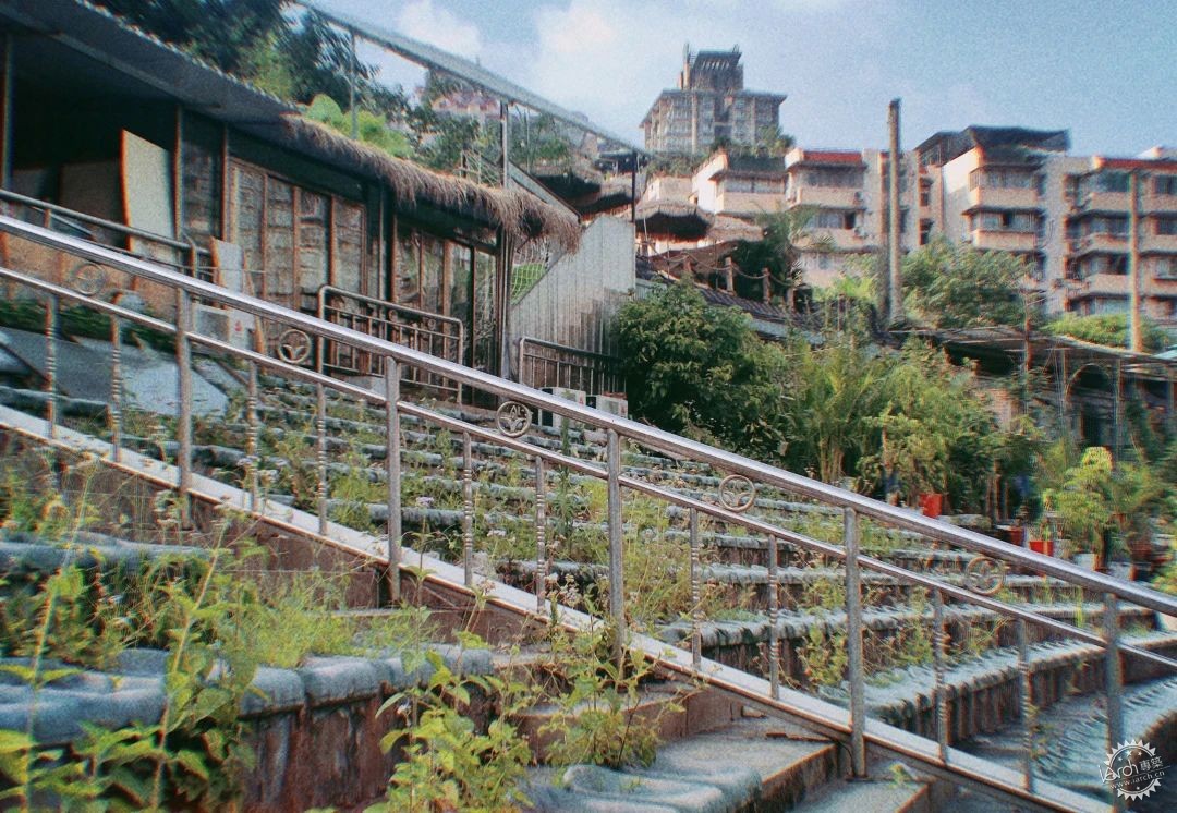 洋河体育场：一处没有观众，却鲜花盛开的遗忘之地第26张图片