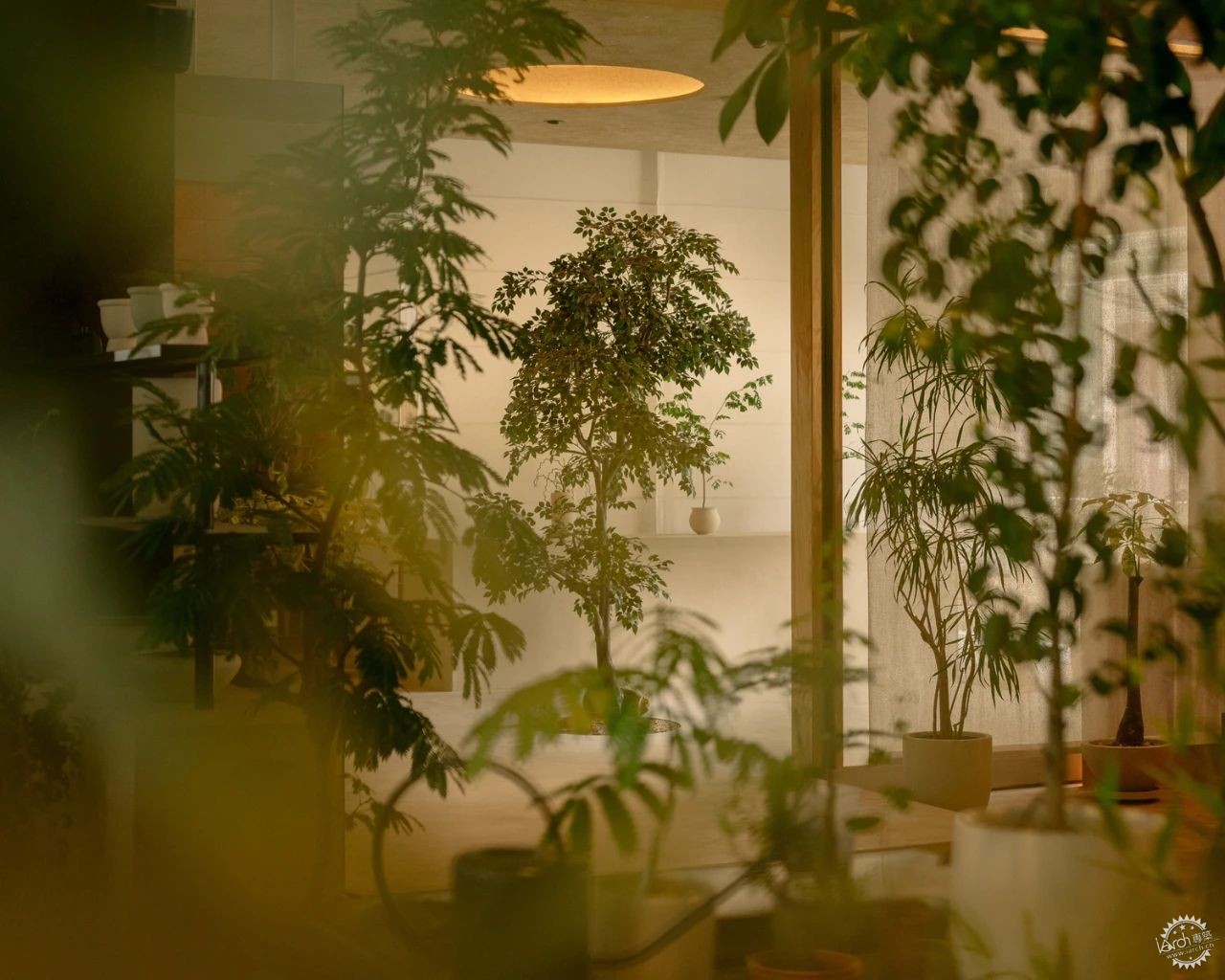 新加坡这家植物零售店反传统设计，用昏暗的照明营造沉浸式的购物体验！第24张图片