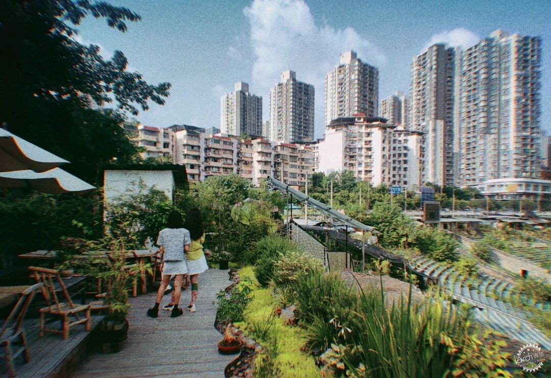 洋河体育场：一处没有观众，却鲜花盛开的遗忘之地第30张图片