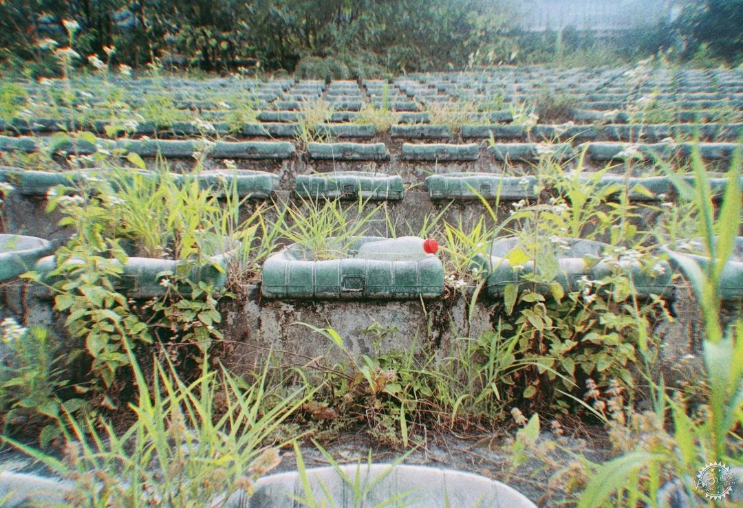 洋河体育场：一处没有观众，却鲜花盛开的遗忘之地第17张图片