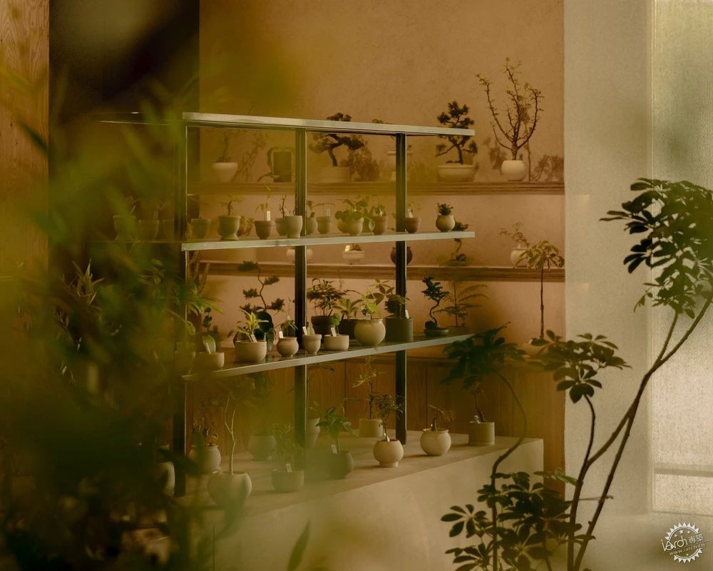 新加坡这家植物零售店反传统设计，用昏暗的照明营造沉浸式的购物体验！第14张图片