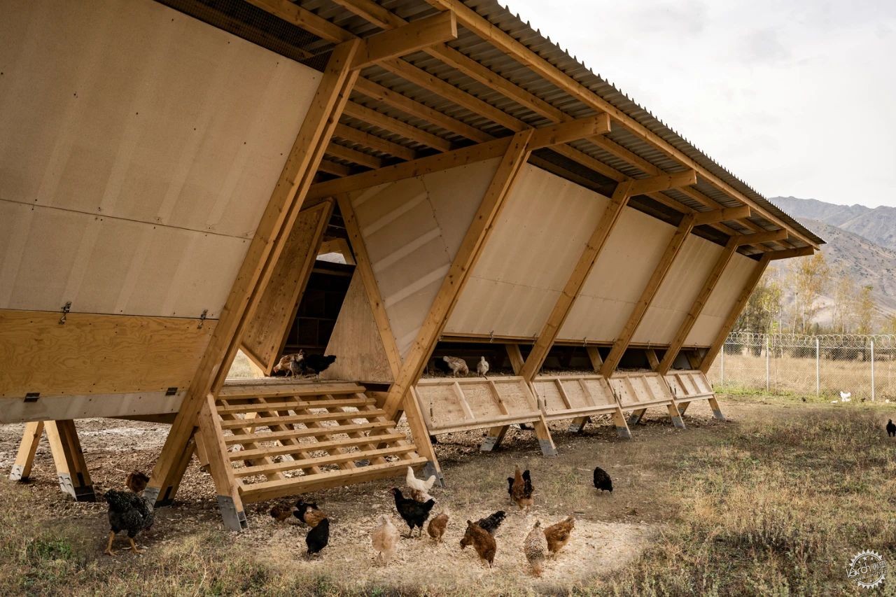 鸡也需要好的建筑设计？看建筑师如何“伺候”最难搞的甲方——800只鸡！第4张图片