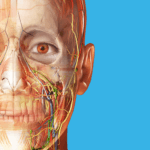 完整三维人体模型 2025 人体解剖学图谱 2025.0 0.012 官方最新版，附真实使用经验总结！
