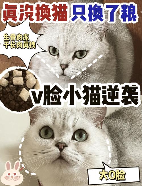 脸猫最新版 v3.9.1,附详细安装教程! 脸猫最新版 v3.9.1,附详细安装教程! - 腿腿教学网