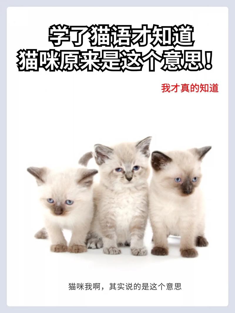 猫语猫咪翻译器 v1.4.8安卓版,附详细介绍说明! 猫语猫咪翻译器 v1.4.8安卓版,附详细介绍说明! - 腿腿教学网
