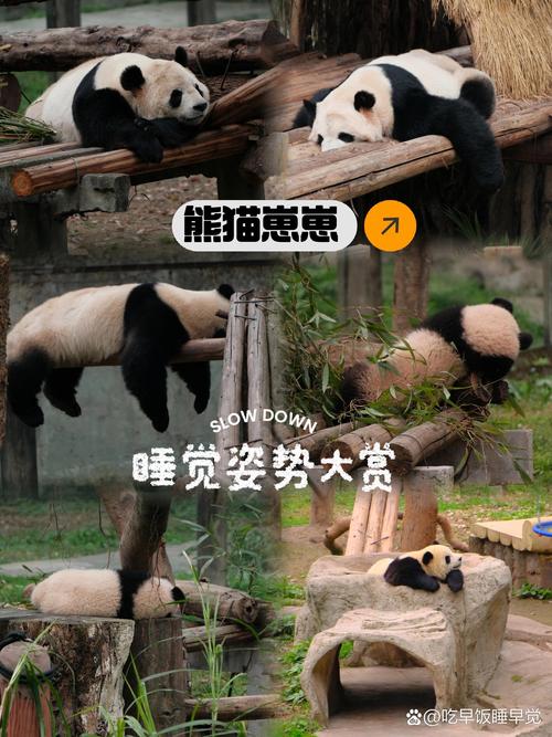 熊猫睡眠 v1.5.2安卓版，附详细介绍说明！ - 腿腿教学网