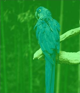 topazphotoai破解版下载   v3.5.1 绿色免安装版，